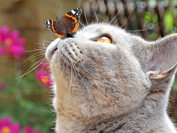 кот и бабочка