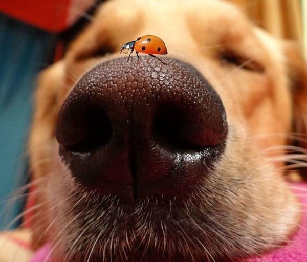 носы животных