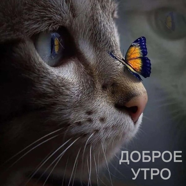 кот и бабочка