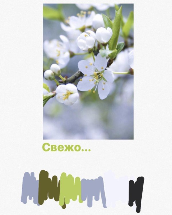 цветет яблоня