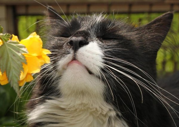 коты весной