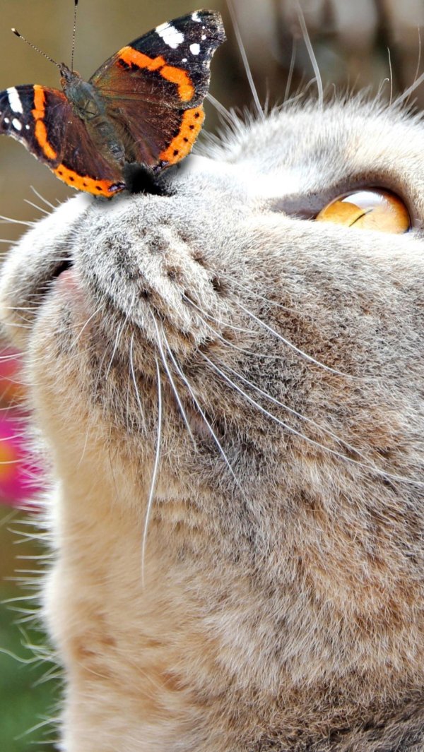 кот и бабочка
