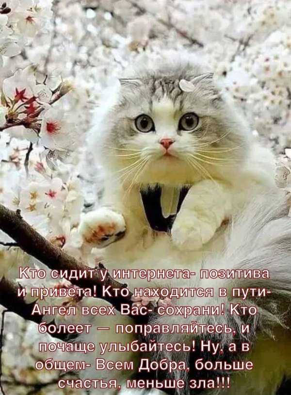 весенние коты
