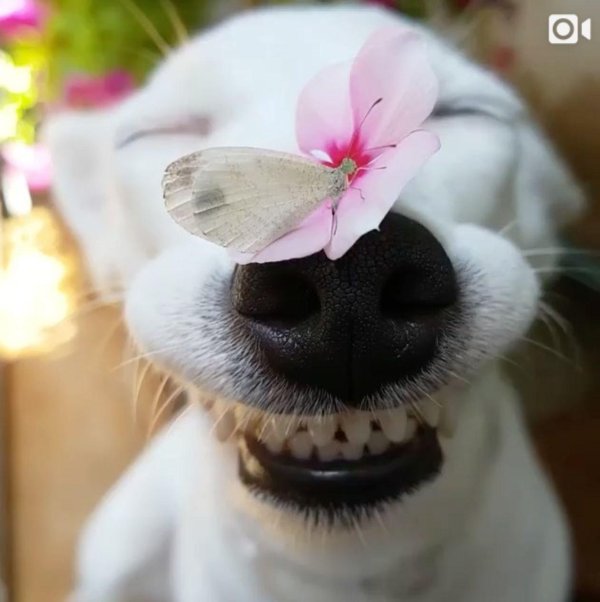 улыбается собака