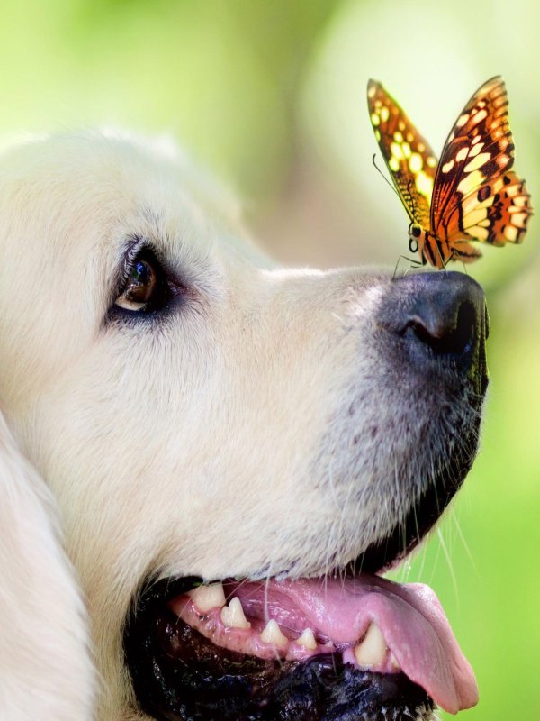 золотистого ретривера