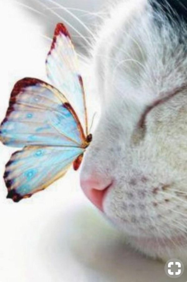 красивая кошка