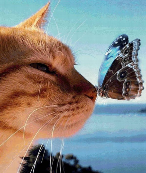 котик бабочка