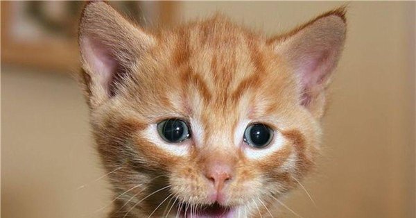 рыжие котята