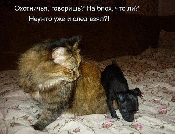 животные с подписями