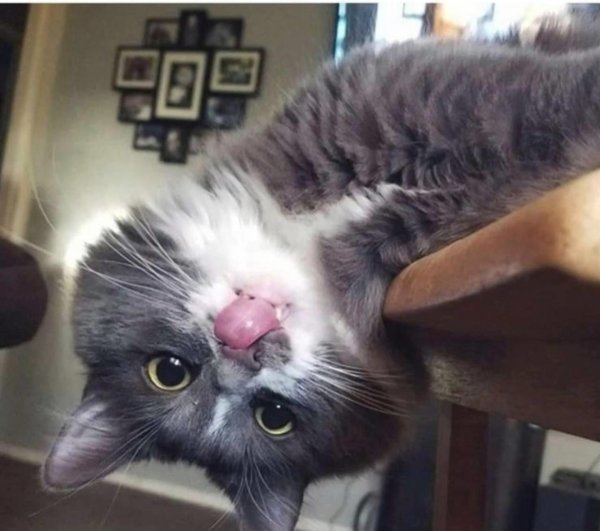 классный кот