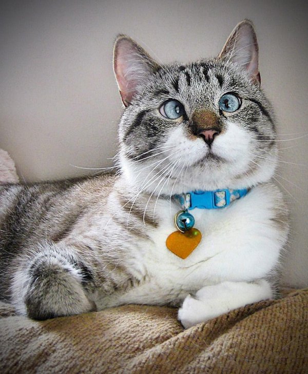 порода косоглазых кошек