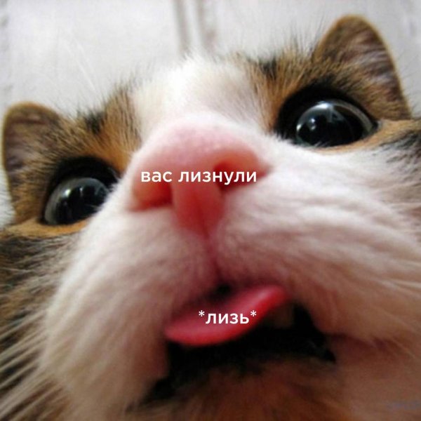 кот с языком