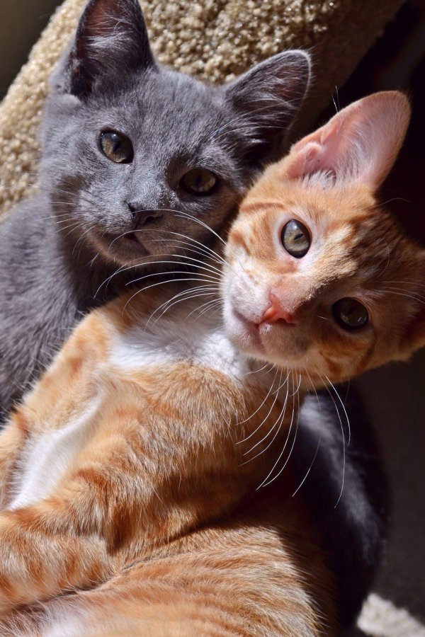 русская голубая кошка