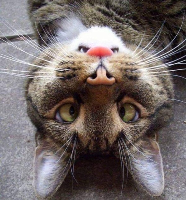 морда кота смешная