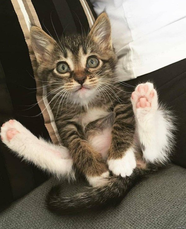 прикольные котята