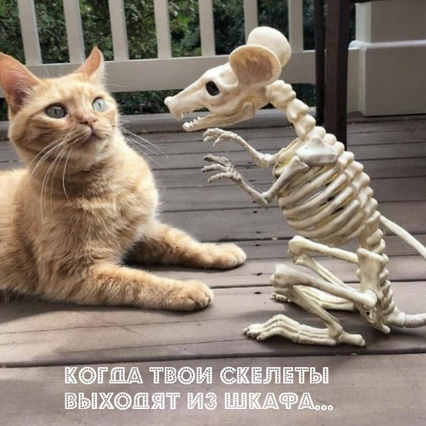 скелет кошек