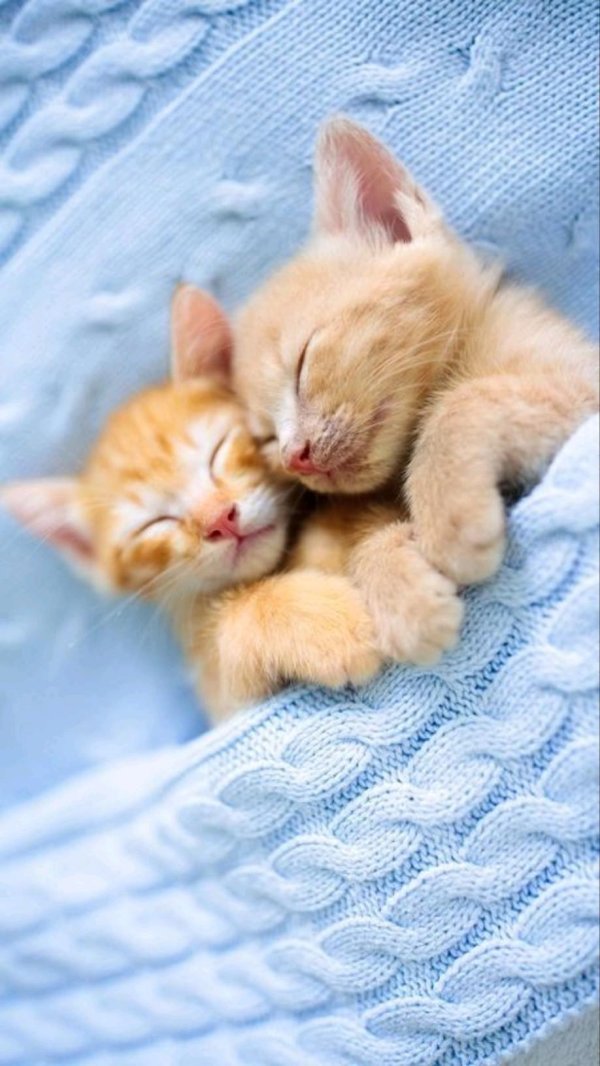 сладких снов котенок