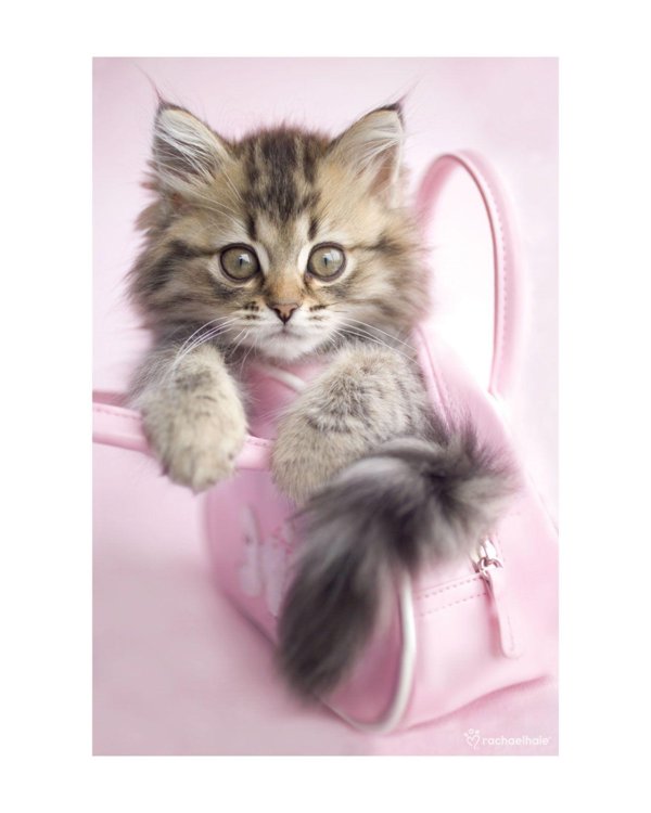 очаровательные котята