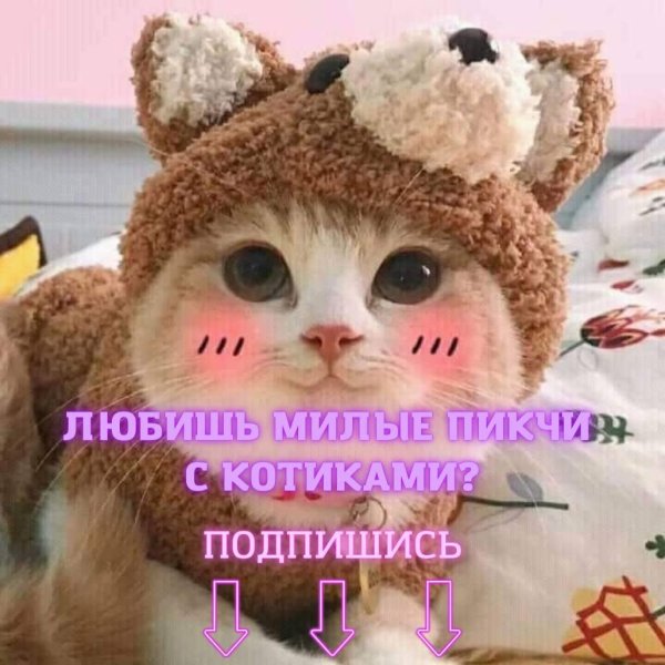 котики милые