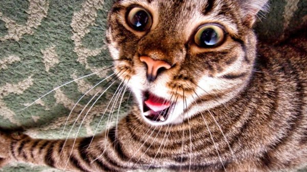 прикольные коты