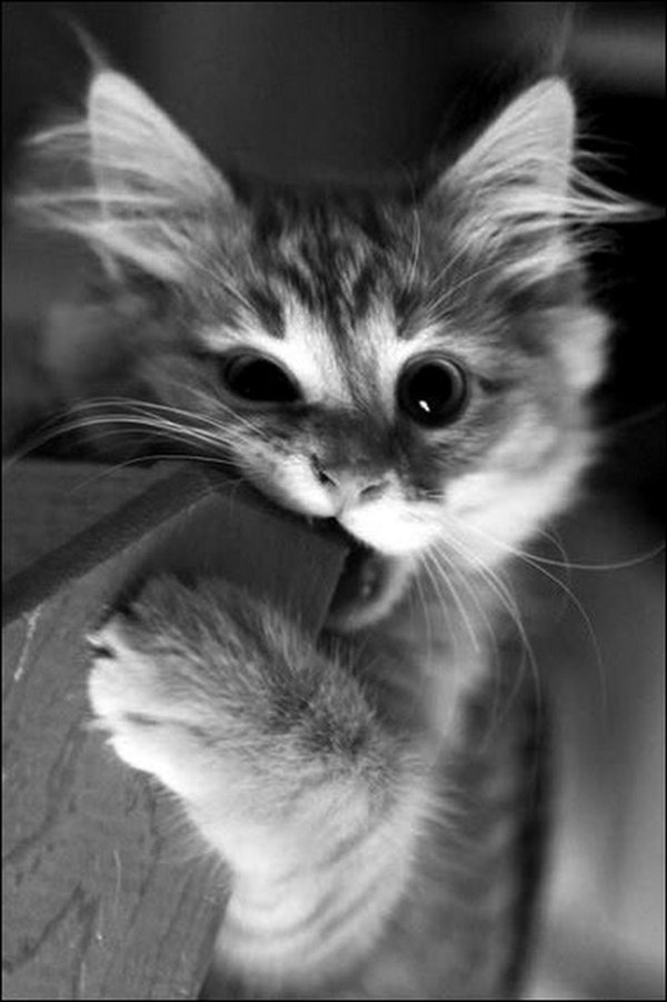 прикольные котята