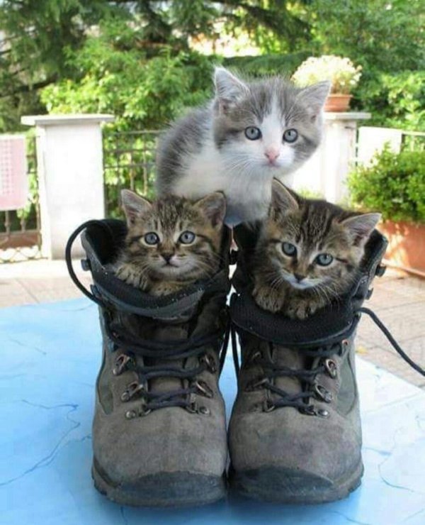 ботинки просят каши