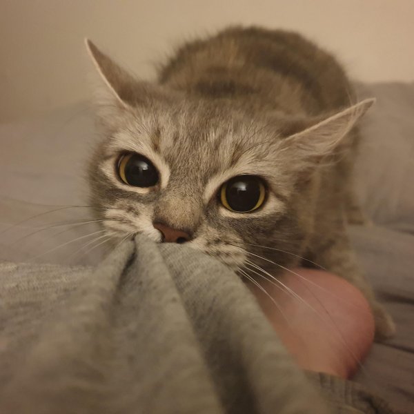 хороший кот