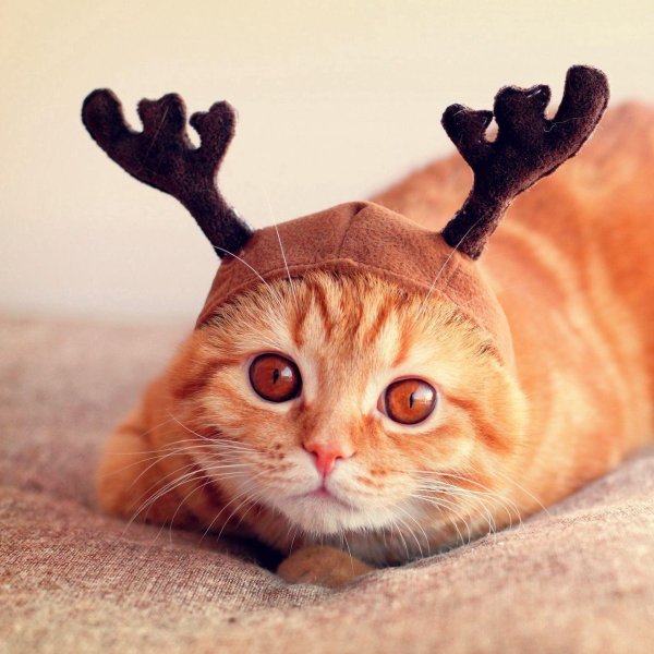 смешной кот