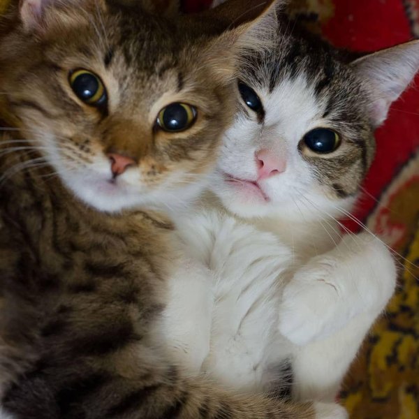 котики любовь