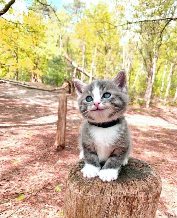 радостный котенок