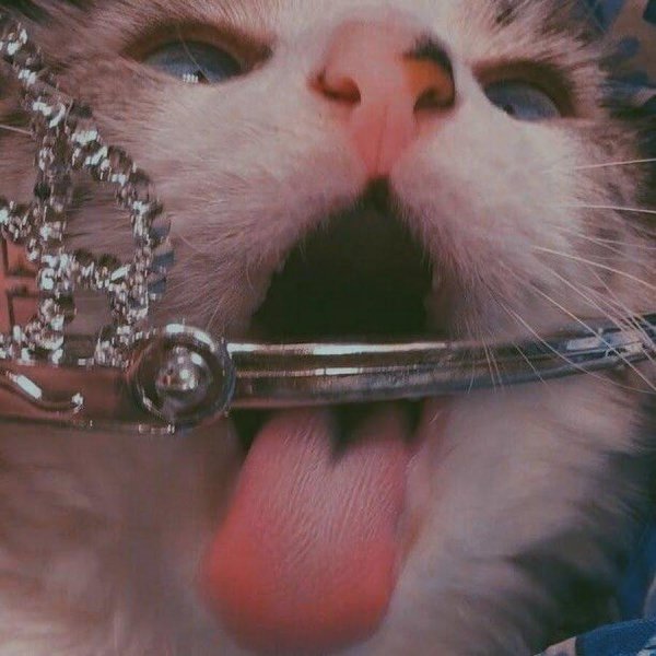 смешные коты эстетика