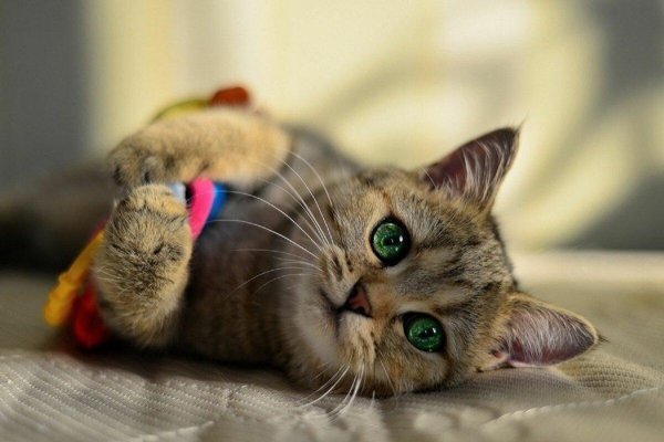 забавные кошки