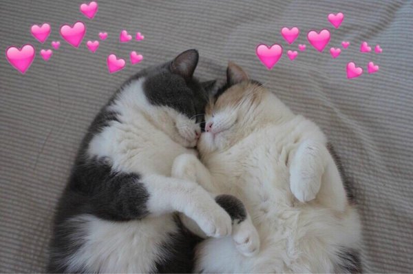 котики обнимаются