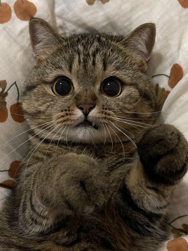 милая котик