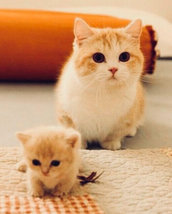 очаровательные котята