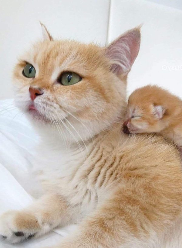 cat and kitten