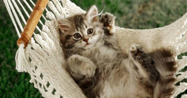 котёнок в гамаке