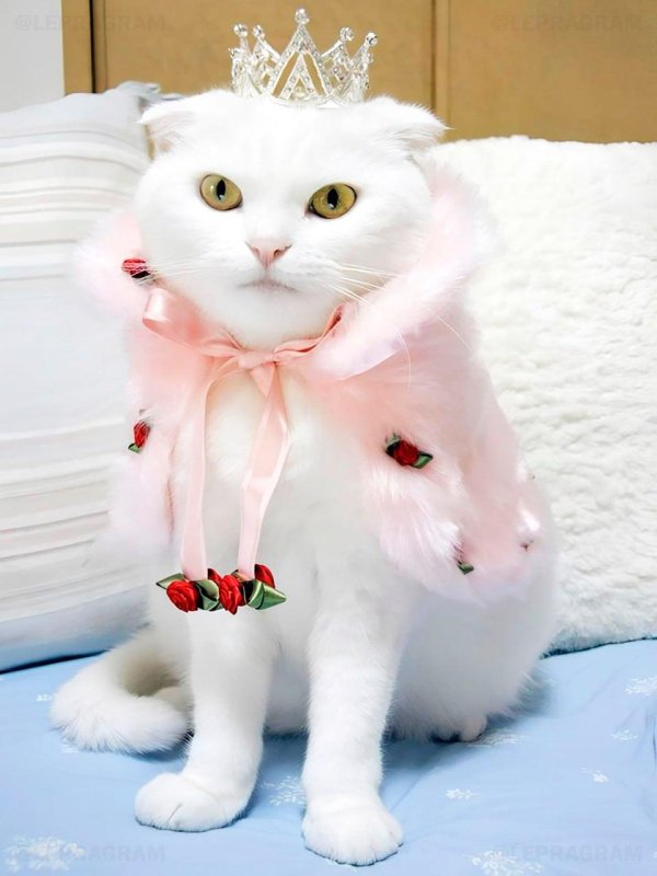 элегантные коты