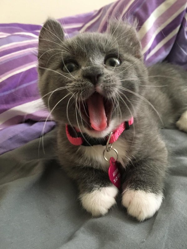 манчкин кинкалоу