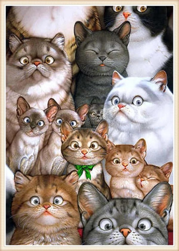 много котов