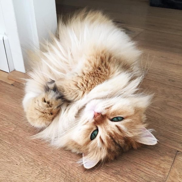 пушистые коты