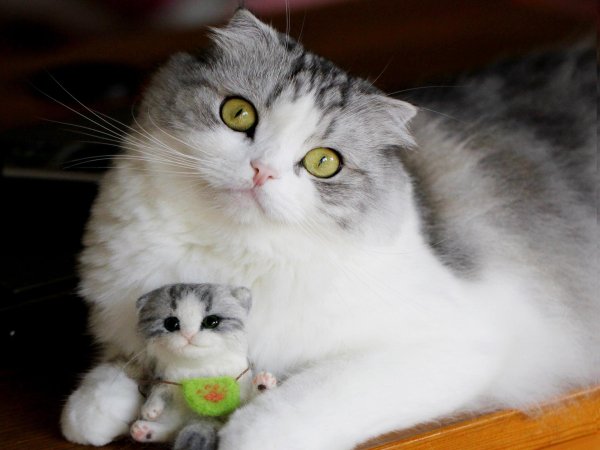 прикольные коты