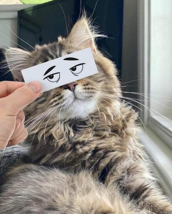 прикольные котики