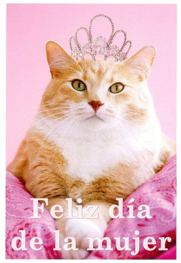 кошка принцесса