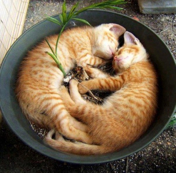 забавные кошки