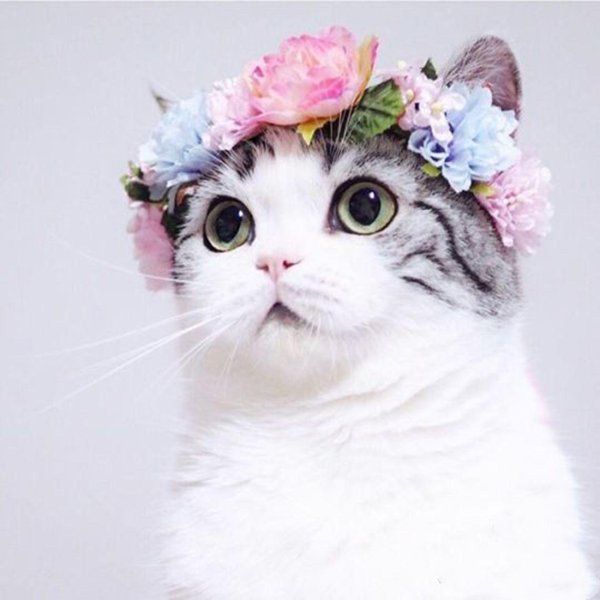 милые кошки