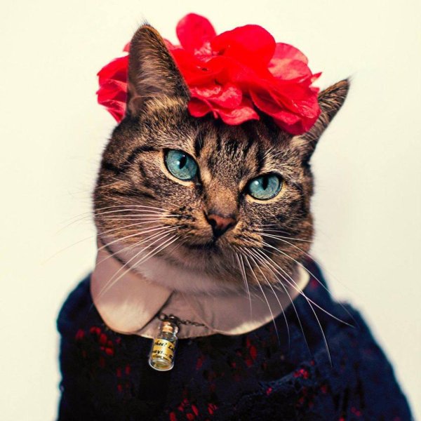 нарядная кошка