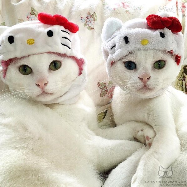 котята в шапочках милых