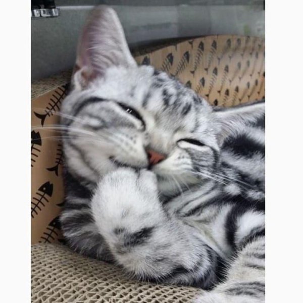 кот американский короткошерстный