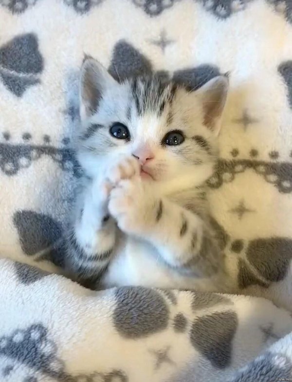 очаровательные котята